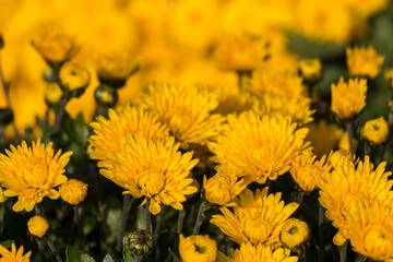 natural flower background.  yellow chrysanthemum flowers close up