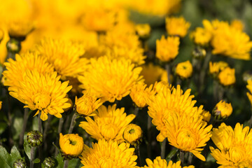 natural flower background.  yellow chrysanthemum flowers close up