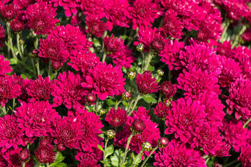 natural flower background.  pink chrysanthemum flowers close up