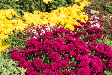 natural flower background.  colorful chrysanthemums in the garden close-up