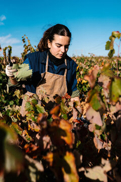 Young woman cutting off leaves from grapevines