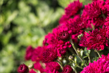 natural flower background.  pink chrysanthemum flowers close up