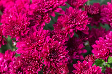 natural flower background.  pink chrysanthemum flowers close up