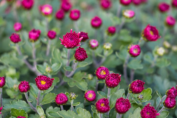 natural flower background.  closed buds of pink chrysanthemums and green leaves