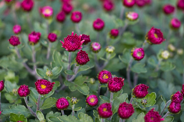 natural flower background.  closed buds of pink chrysanthemums and green leaves