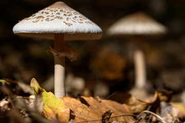 Mushrooms in forest.