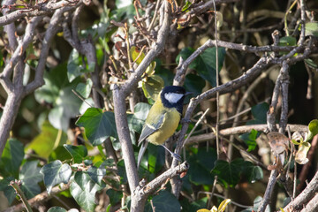 Great tit perched in a bush.