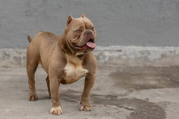 An American bully breed dog with bearing, looking at the horizon being alert