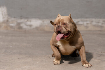 American bully breed dog sitting on the floor panting