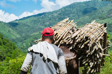 close-up of the back of a colombian muleteer walking behind his mule loaded with sugar cane, along...