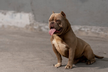 American bully breed dog sitting on the floor panting