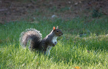 An alert grey squirrel sitting in the grass on a sunny day.