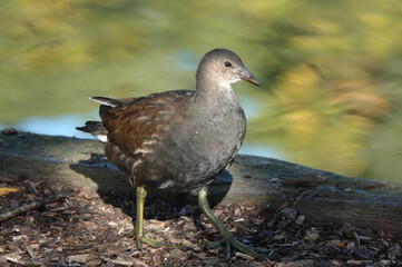 A closeup of a moorhen in the sunshine at the water's edge. 