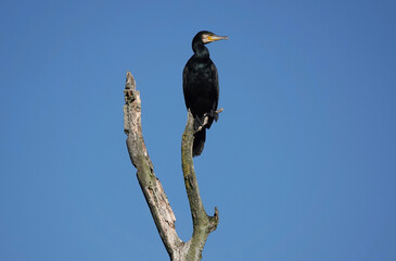 A low angle view of a cormorant perching on a tree top against a blue sky. 