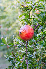 Red ripe pomegranates grow on pomegranate tree in the garden