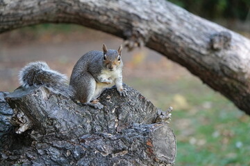 Naklejka na ściany i meble A cute grey squirrel sitting on a log and looking at the camera. 