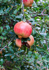 Red ripe pomegranates grow on pomegranate tree in the garden