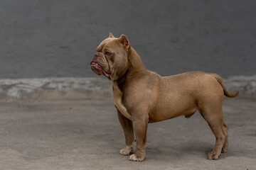 alert american bully breed dog looking to the horizon