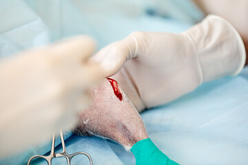 veterinary medical team performing an operation. spaying and neutering surgery of a domestic animal at the veterinary clinic