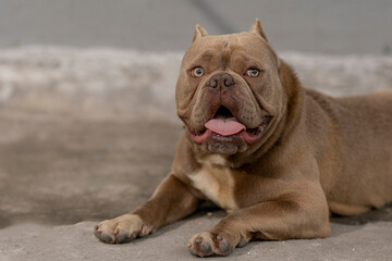 American bully brown dog is lying on the floor - obrazy, fototapety, plakaty