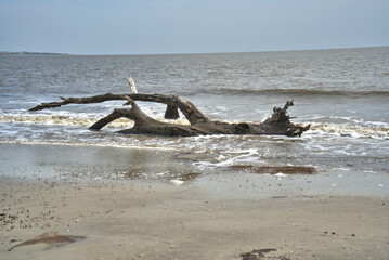 Fototapeta premium Driftwood Beach Jekyll island, Georgia USA