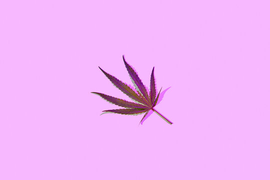 Fresh green cannabis leaf on pink background.