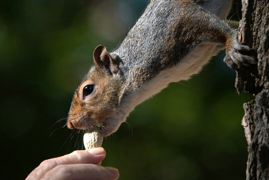 A closeup of a grey squirrel on a tree eating a peanut from a human hand. 