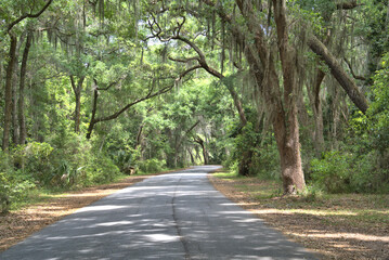 Fototapeta premium Lush green live oaks