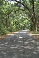 Lush green live oaks