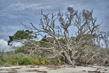 Driftwood Beach Jekyll island, Georgia USA