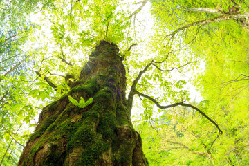 Fototapeta premium tree in the forest