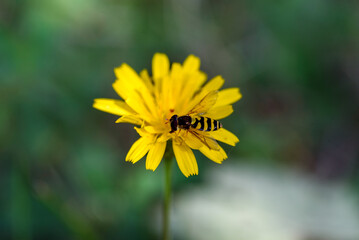 Horse wasp on a yellow flower