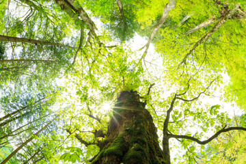 tree in the forest