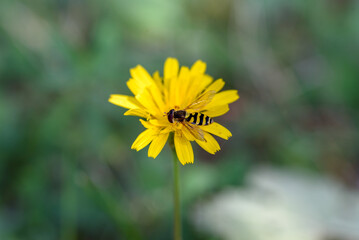 Horse wasp on a yellow flower