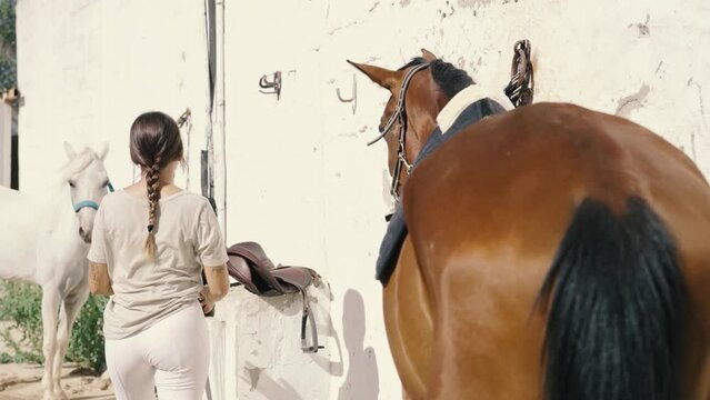 4K Video of a 17-year-old woman brushes a horse's back