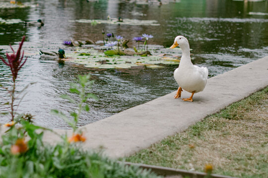 white duck near pond at Balboa Park
