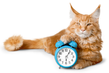 Adorable red cat with clock isolated on white background