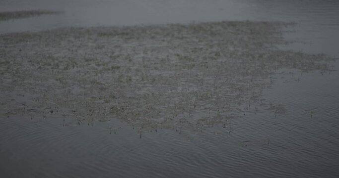 Closeup of a lake with grass on a gloomy day