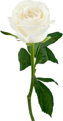 Single white Rose isolated on white background