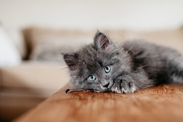Long haired adorable grey kitten