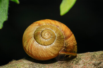 snail on a leaf