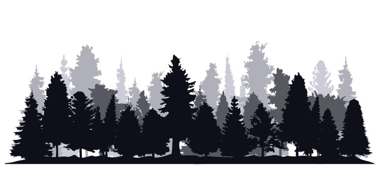 Pine tree silhouette.Spruce tree silhouette
