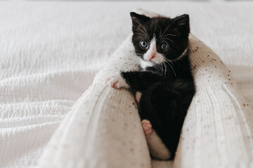Cute kitten