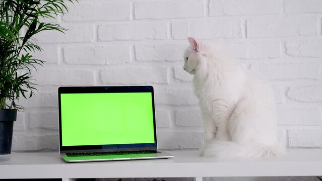 Fluffy white cat looks into a laptop with green screen, Advertising of goods for cats and kittens, Chroma key