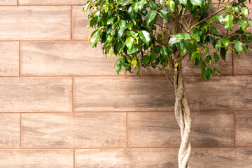 ficus benjamina large green houseplant with long braided stem and wooden wall background