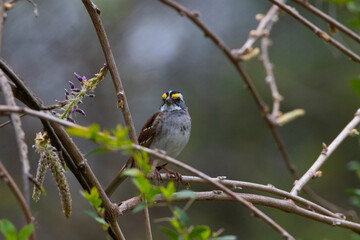 Bird in a tree