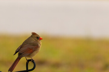 Female Cardinal on a perch
