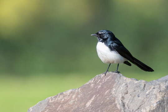 Willie wagtail, or willy wagtail, perched on a rock, NSW, Australia. Cute Australian bird.