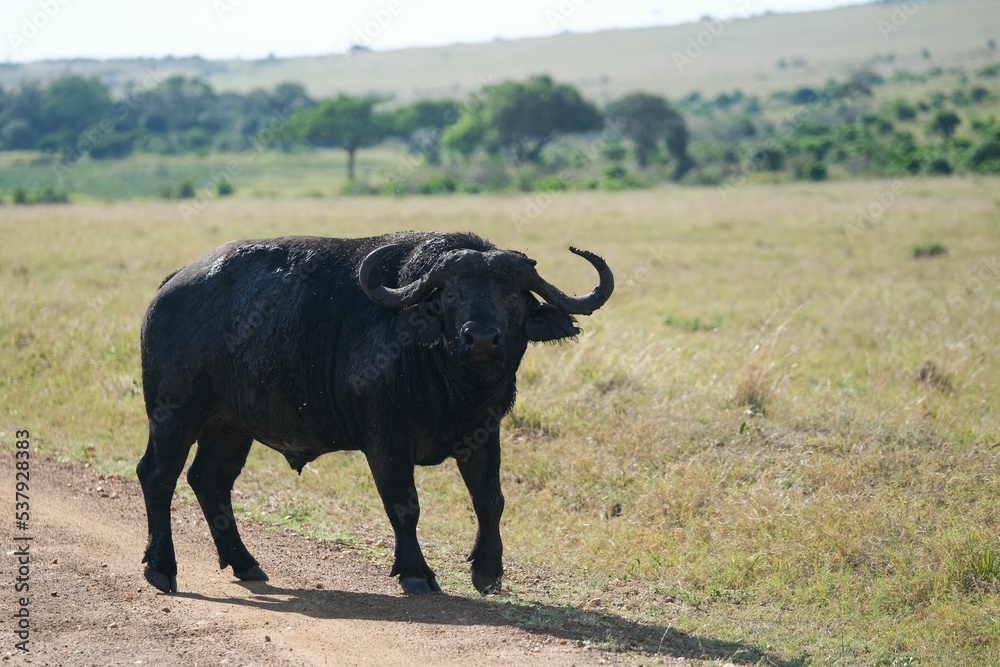 Wall mural Wild bufallo in the wilderness of Africa on a sunny day