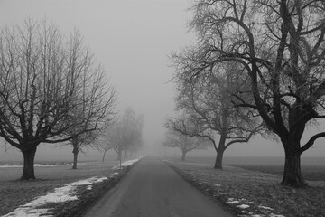 Two rows of black leafless trees in central Switzerland whose expressively forked branches symmetrically lining a road leading into thick fog, dramatically symbolize the end of the journey of life